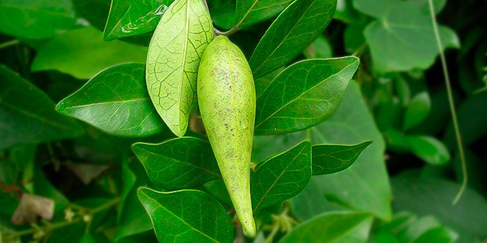 Gymnema sylvestre beneficios